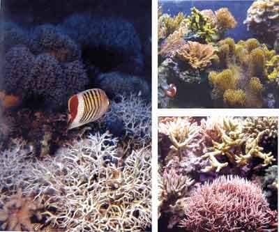 Acquario Art - Immagine 1