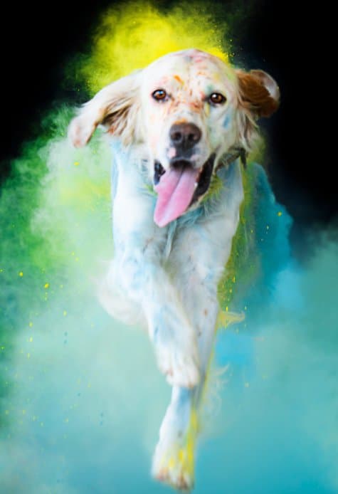 Addestramento Cinofilo 00 Setter - Immagine 2