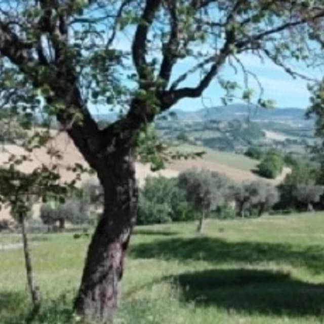 Agenzia Immobiliare S.S. Marche Casa - Immagine 2