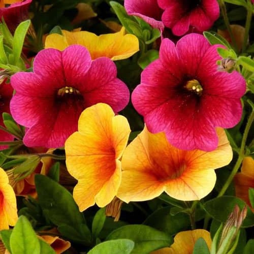 Agrigarden - Immagine 1