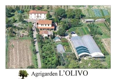 Agrigarden L'Olivo - Immagine 2