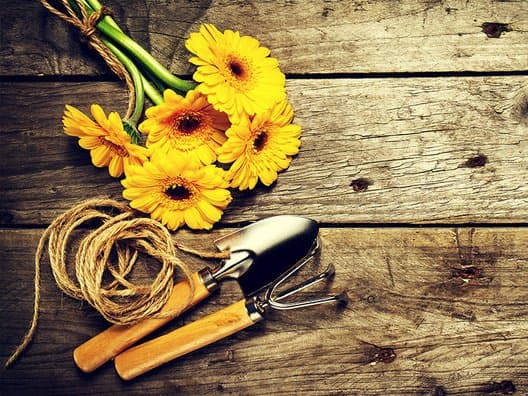 Agrisar Snc - Immagine 1