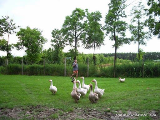 Agriturismo Antica Corte Cason - Immagine 2