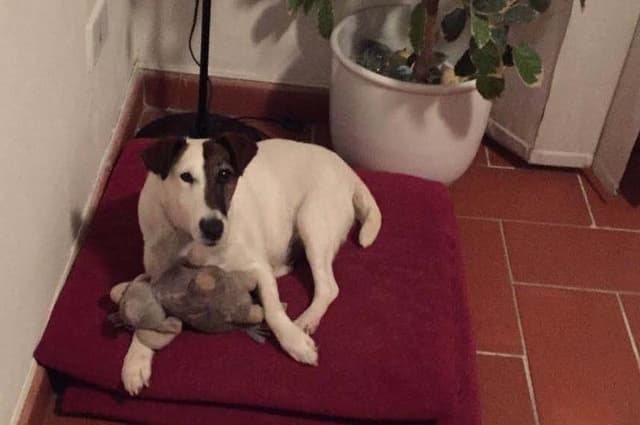 Agriturismo Villa dei Gelsi - Immagine 2