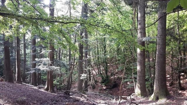 Agro-Dendrostudio - Immagine 2