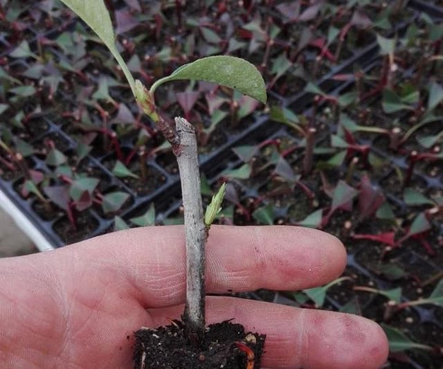 Agrovivaistica Maggi - Immagine 2