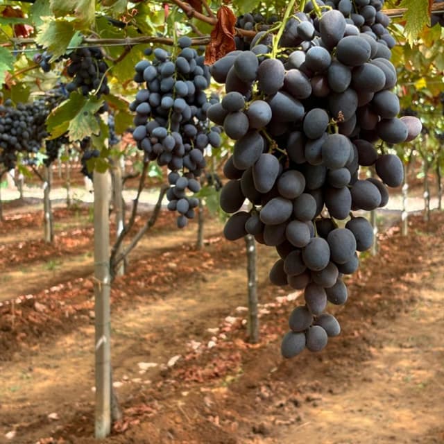 Alba Salvatore e Figli - Immagine 2