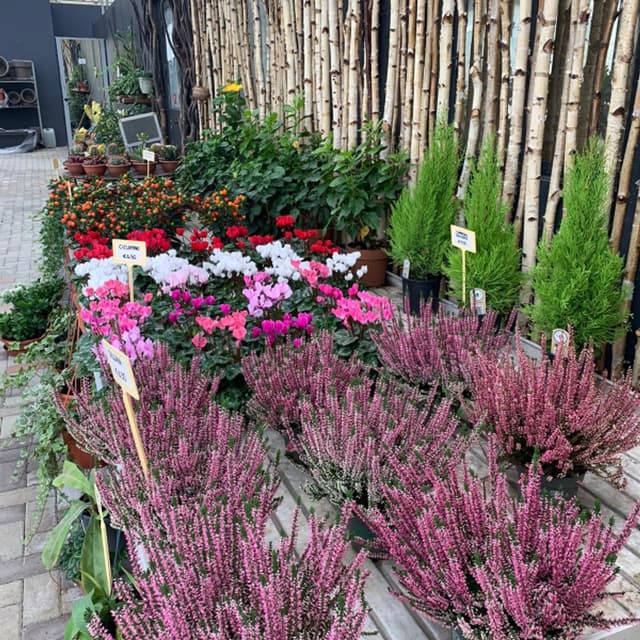 Alba Vivai - Immagine 2