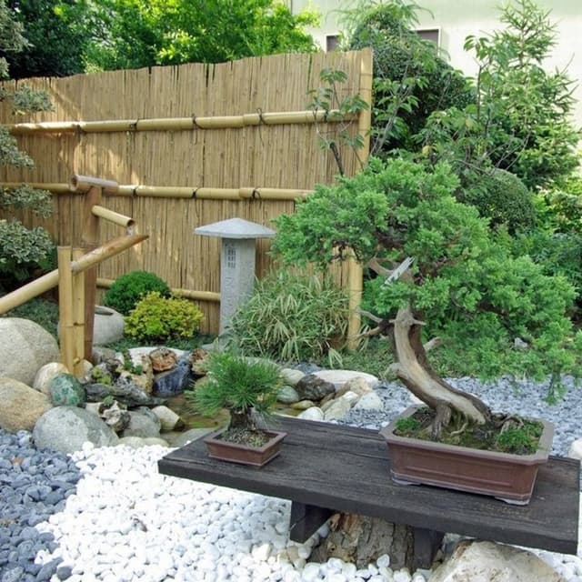 Albonsai - Immagine 2