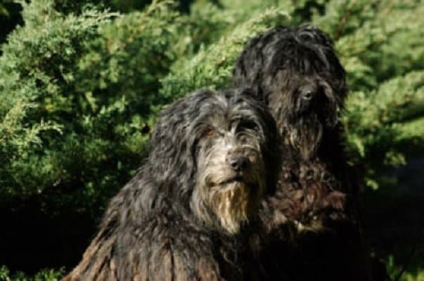 Allevamento dei Lupercali - Immagine 1