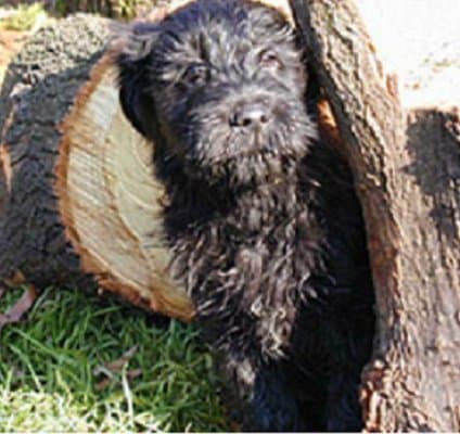 Allevamento dei Lupercali - Immagine 2