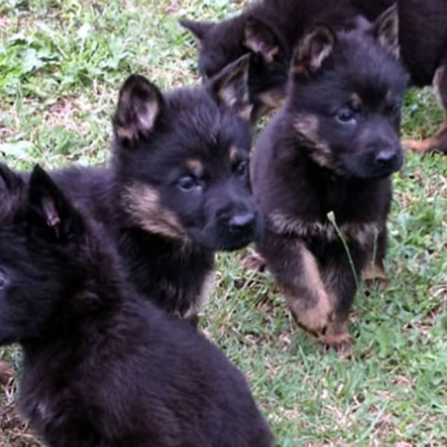 Allevamento del Mito York - Immagine 1