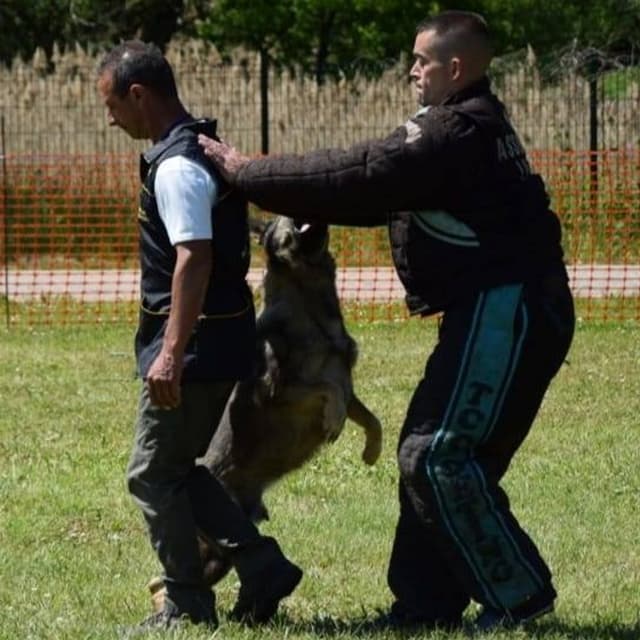 Allevamento del Mito York - Immagine 2