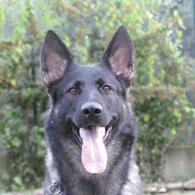 Allevamento di Casa Libardi - Immagine 1