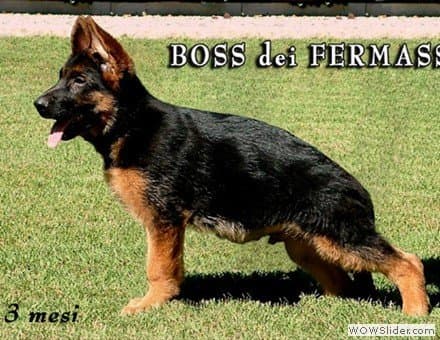 Allevamento Pastore Tedesco dei Fermass - Immagine 1