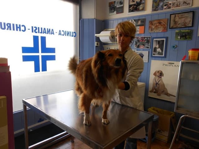Ambulatorio Veterinari Sgarzi - Immagine 2