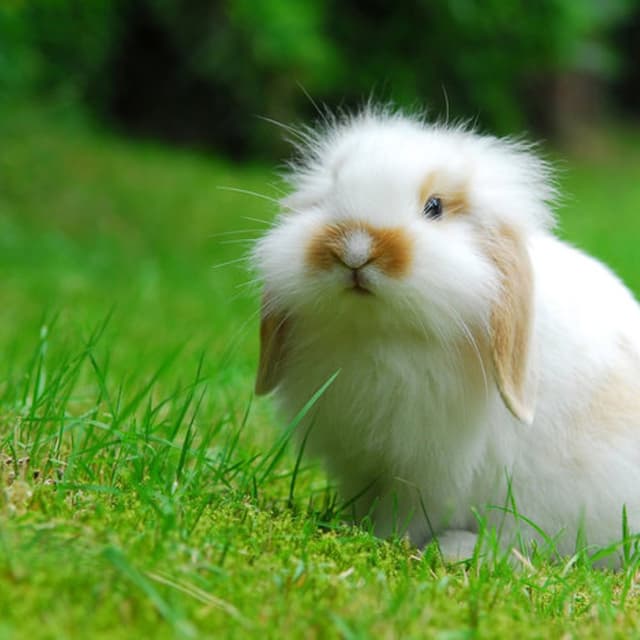 Ambulatorio Veterinario Angela Ricci - Immagine 1