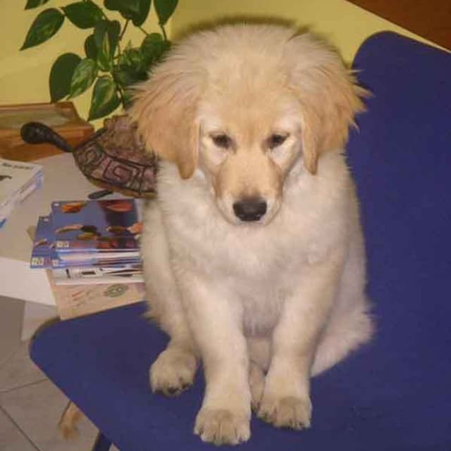 Ambulatorio Veterinario Aragona - Immagine 2