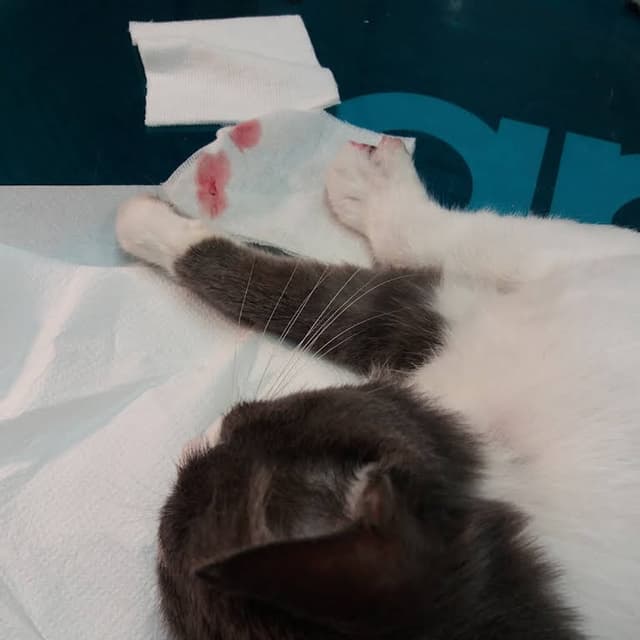 Ambulatorio Veterinario Associato Cortina - Immagine 1