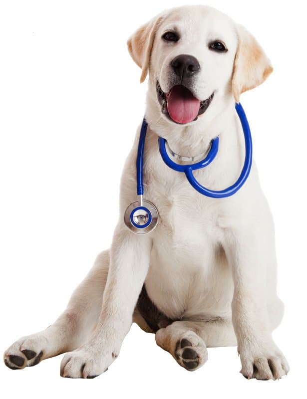 Ambulatorio Veterinario Badini Dr. Riccardo - Immagine 2