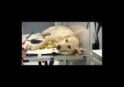 Ambulatorio Veterinario Bertaglia - Immagine 2