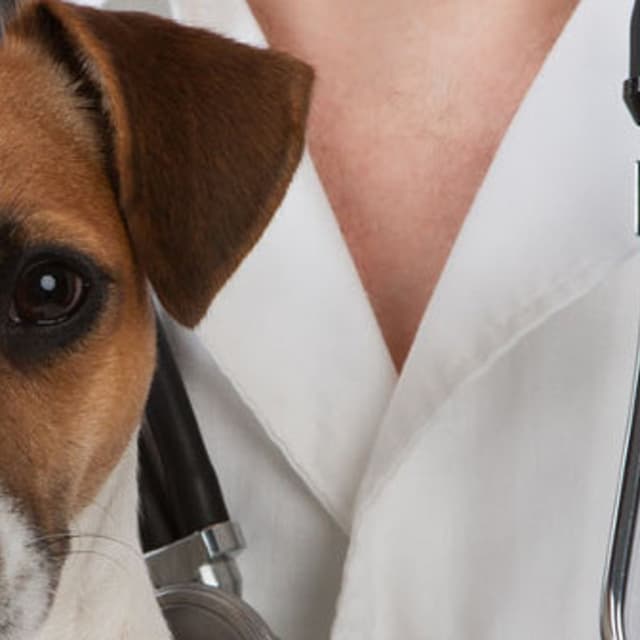 Ambulatorio Veterinario Bubini Regini - Immagine 1