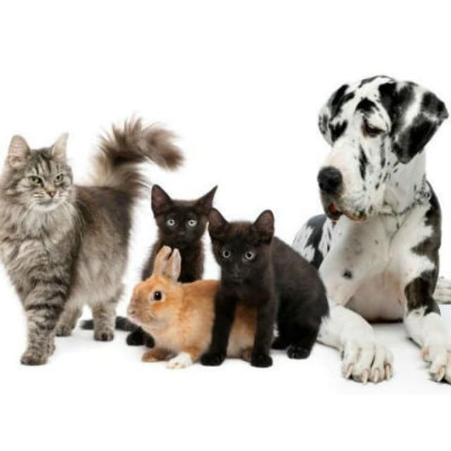 Ambulatorio Veterinario Croce Blu - Immagine 1