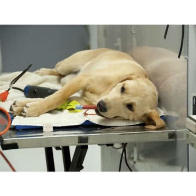 Ambulatorio Veterinario Croce Blu - Immagine 2