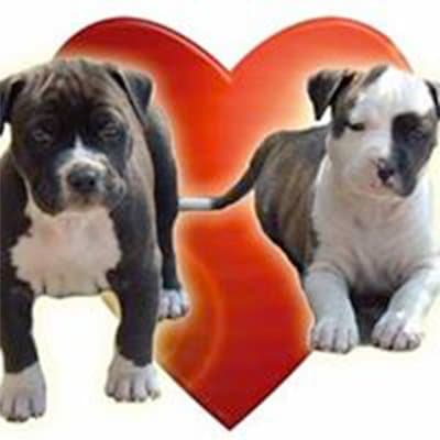 Ambulatorio Veterinario Leonardo da Vinci - Immagine 1