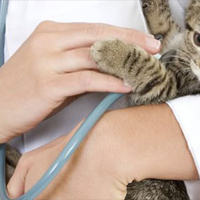 Ambulatorio Veterinario Valle del Sacco - Immagine 1