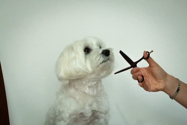 Amiche per La Coda - Toelettatura - Immagine 2