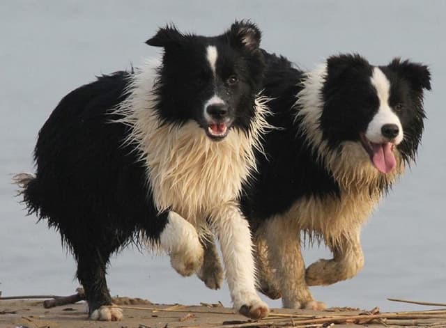 Amici del Cane Ranch - Immagine 1