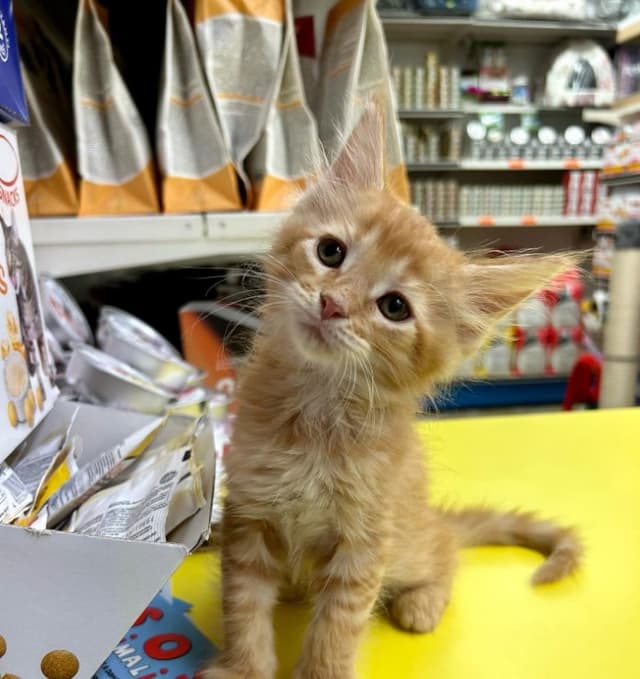 Amici Miei - Immagine 1