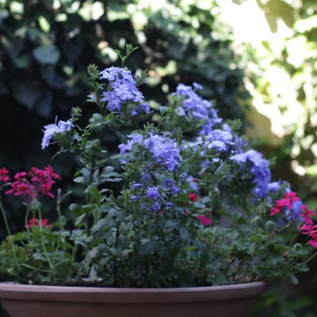 Anemone Garden Center - Immagine 2