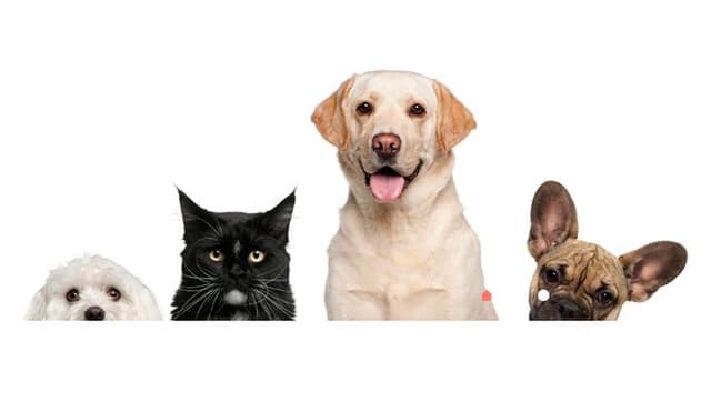 AnimalHouse snc - Immagine 1