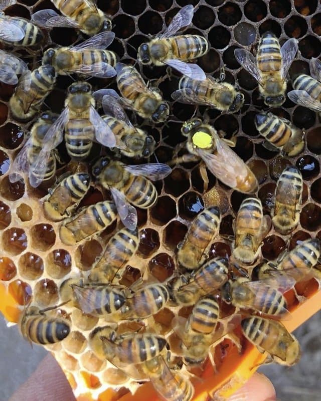 Apicoltura Valdastico - Immagine 1