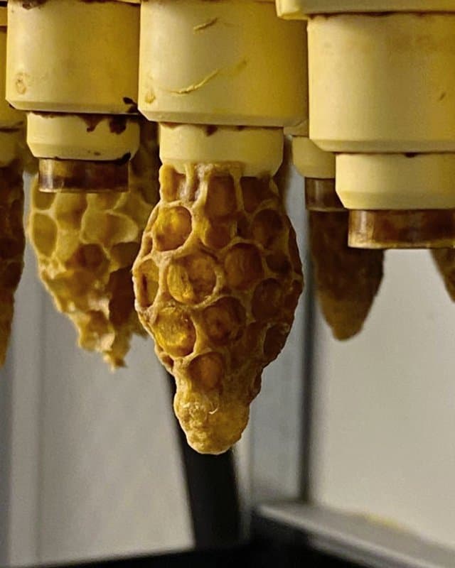 Apicoltura Valdastico - Immagine 2