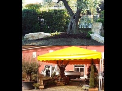 Arte Verde - Immagine 2