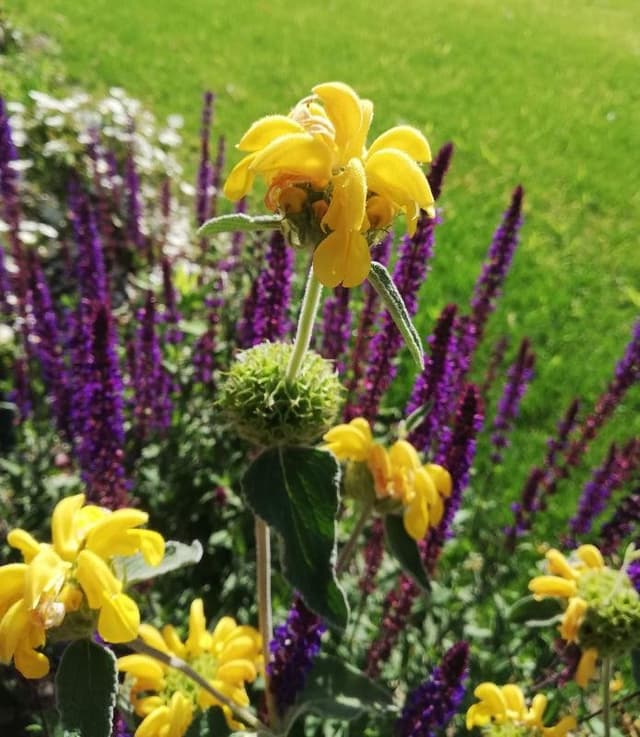 Artegiardino Vivaio Magnolia - Immagine 1