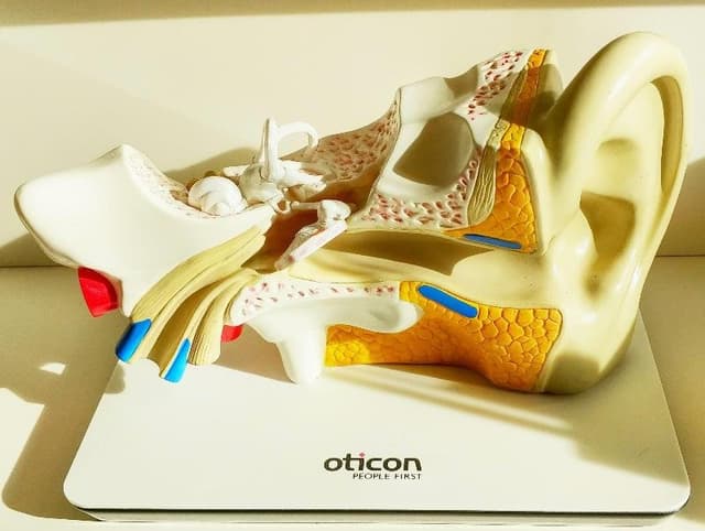 Audiovox 2 - Immagine 2