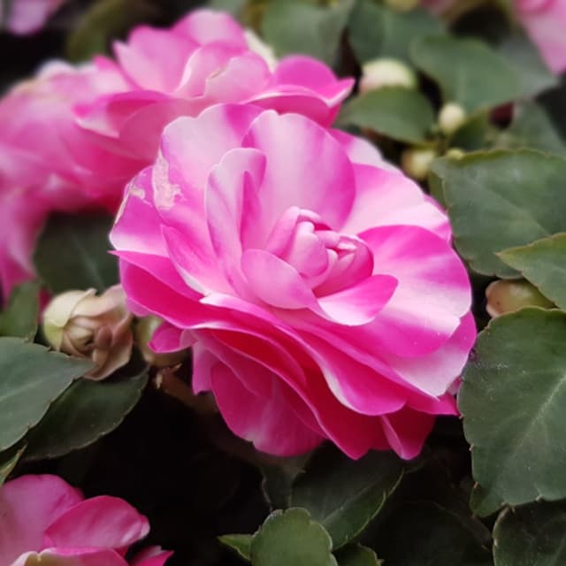 Azienda Agricola Agarbati - Immagine 1