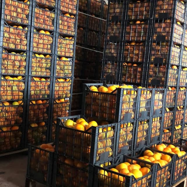 Azienda Agricola Bio Pumilia - Immagine 1