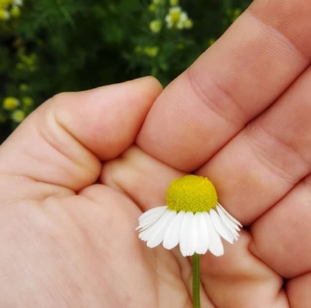 Azienda Agricola Davide Bacci - Immagine 2
