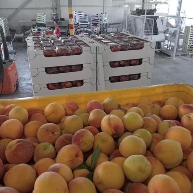 Azienda Agricola Di Cicco - Immagine 2