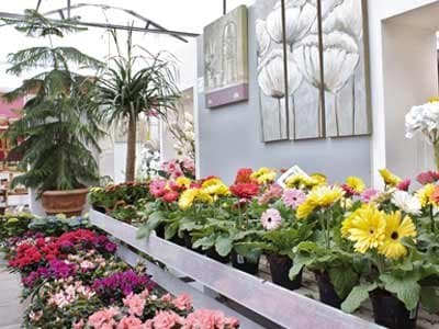 Azienda Agricola Florovivaista Toscogarden - Immagine 1