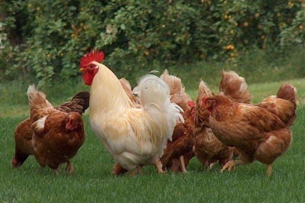 Azienda Agricola La Vecchia Fattoria - Immagine 1