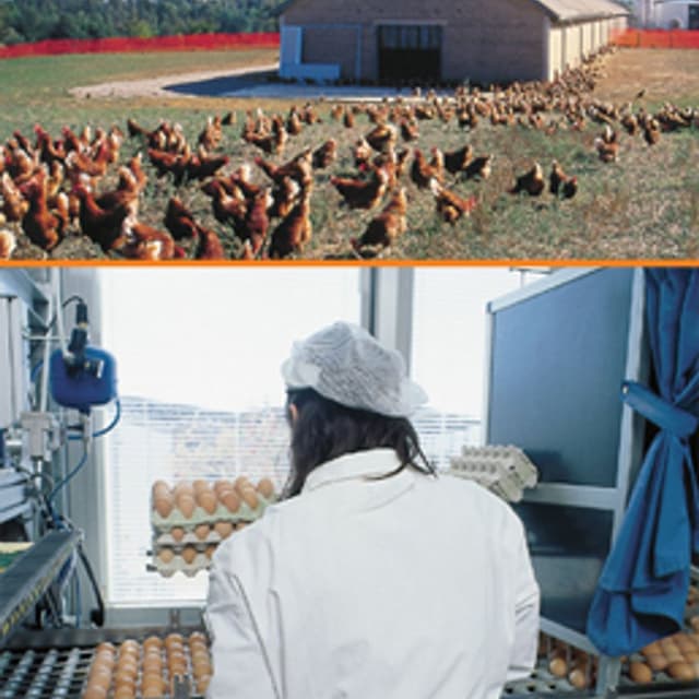 Azienda Agricola Le Pescine - Immagine 2