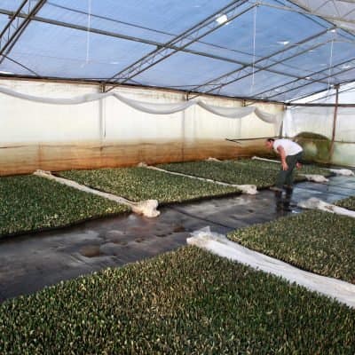 Azienda Agricola Nursery Olive Tree - Immagine 1