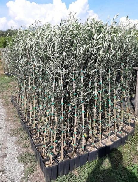 Azienda Agricola Nursery Olive Tree - Immagine 2