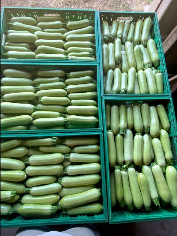 Azienda Agricola PianoGrande Aiello - Immagine 1